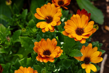 Blumeninsel Madeira, Portugal