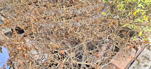 Trees that are exposed to strong sunlight until their leaves turn brown and die. Golden Dewdrop plant in the garden.  Duranta erecta L. Some are brown due to strong sunlight, some are still green.
