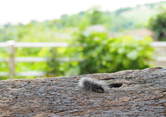 Orgyia turbataButle is the larva of a moth. The caterpillar has long black hairs covering its body, walks fast, and hairs are poisonous and irritating to touch. eats bark for food. Hairy caterpillar
