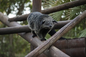 Binturong in Zoo