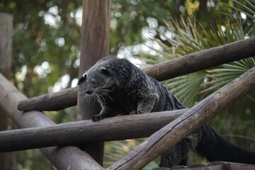 Binturong in Zoo