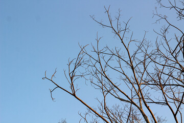 Dry tree with branches without leaves during the dry season. Dead and dry trees.
