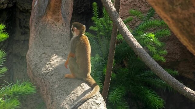 a Saimiri sciureus play on the branch in the zoo in sunny day