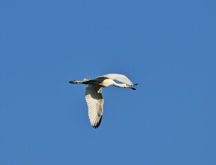 Obraz premium Löffler (Platalea leucorodia) im Flug, Ungarn