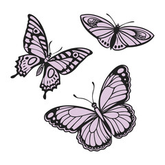 Colorful flying insect collection: beautiful butterflies with open wings isolated on white