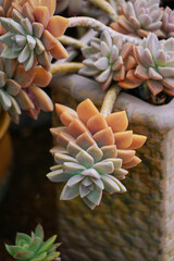 Snow Silver（Awayuki）