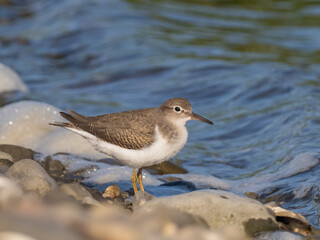 A Spotted Sandpiper in immature or non-breeding plumage standing at the water's edge