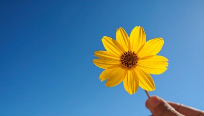 Single yellow flower against clear blue sky