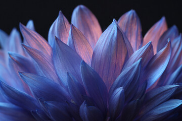 Vibrant blue and purple flower petals illuminated by soft lighting against a dark background