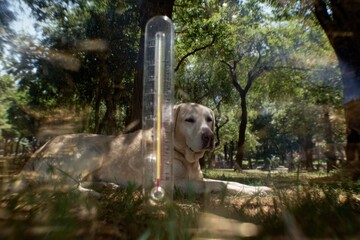 Double exposure: dog resting with high temperature warning. Sun safety pets. Managing dog health in summer heat: avoiding infections and hotspots. Pet protection. Pet wellness.