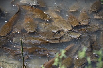 flock of catfish