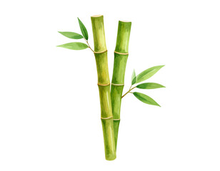 Fototapeta premium Fresh green bamboo stalks with vibrant leaves on isolated background