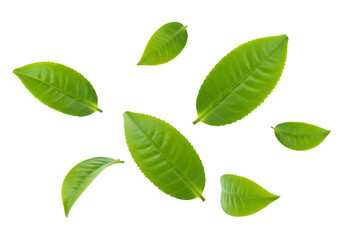Fototapeta premium Several fresh green tea leaves scattered isolated on transparent background