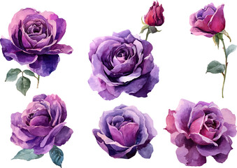 Fototapeta premium set of pink roses isolated