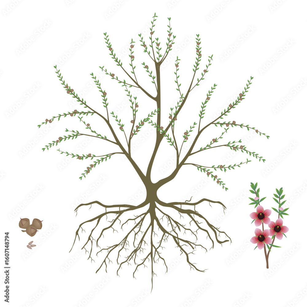 Canvas Prints manuka bush with fruits and flowering branch on white background..eps