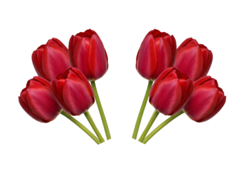 Two clusters of vibrant red tulips isolated on transparent background