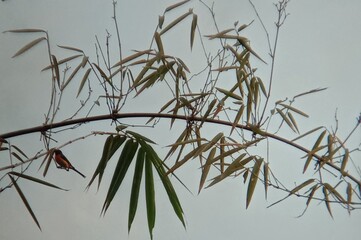 A small bird with bright plumage perches at the end of a curved bamboo branch, surrounded by slender leaves and silhouetted against a pale sky.