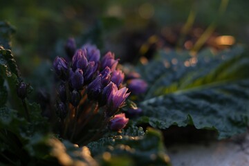 blooming mandragora mandrake plant