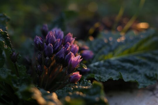 blooming mandragora mandrake plant