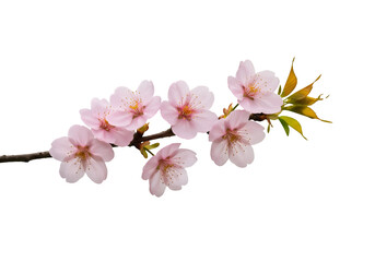 Naklejka premium Delicate pink cherry blossom branch isolated on transparent background