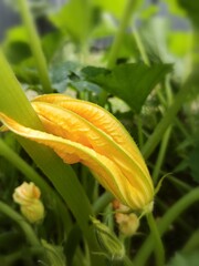 orange zucchini flower in the garden