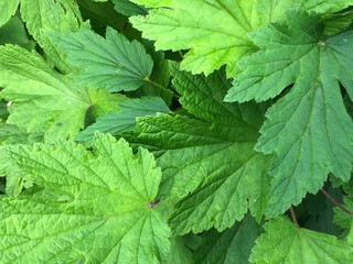 Green leave background, fresh greens