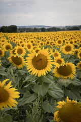 Sonnenblumenfeld Denkendorf