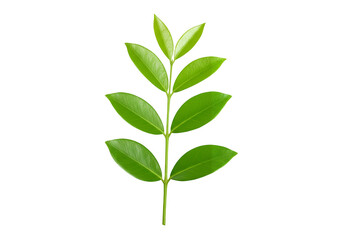 Obraz premium Green leafy branch with multiple leaves isolated on transparent background