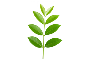 Green leafy branch with multiple leaves isolated on transparent background
