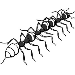 Army Ants line art vector