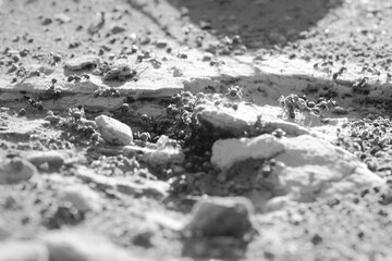 Harvester ants closeup in Texas natural environment.