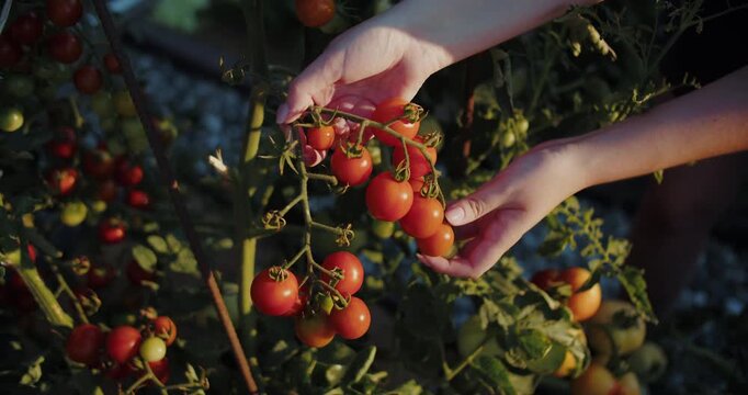 Hands harvesting ripe cherry tomatoes from green garden bush
