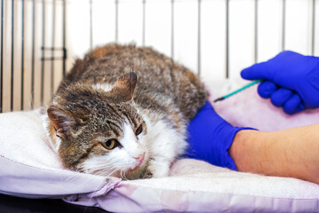 A cat is currently being examined by a veterinarian while inside a cage