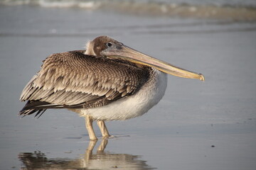 Brown pelican on beach
