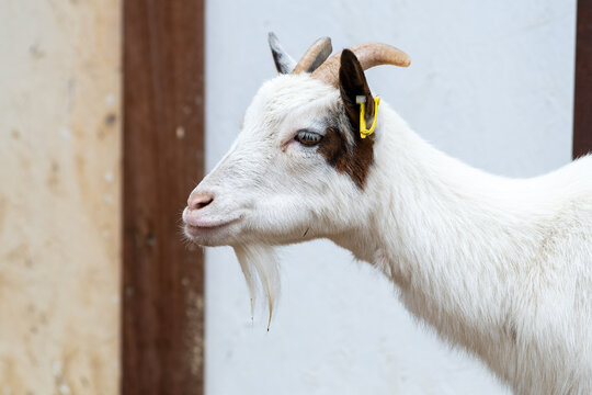 Ch&egrave;vre naine blanche dans une ferme p&eacute;dagogique, animal de compagnie et de m&eacute;diation