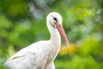 Cigogne blanche (Ciconia ciconia) immobile sous la pluie, scène de nature et de résilience