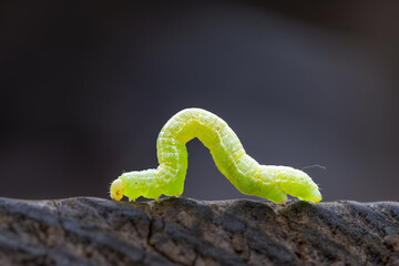Chenille d’Operophtera brumata (phalène brumeuse) se déplaçant sur du bois, macro naturaliste