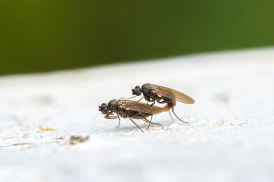 Accouplement de mouches ind&eacute;termin&eacute;es (Phoridae) en macro, comportement reproducteur observ&eacute;