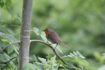 Eurasian Robin on branch