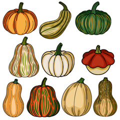 A vibrant vector illustration showcasing a diverse collection of hand-drawn pumpkins and squashes, each with unique color variations and textures, ideal for autumnal designs.