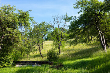A beautiful landscape of green trees and a bright blue sky on a sunny day.