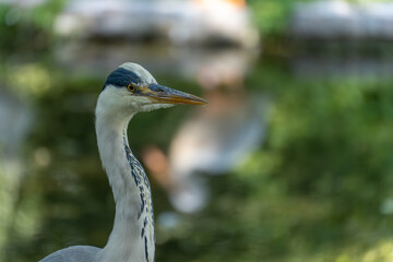 A grey heron stands still by the water with an attentive gaze. The long beak and contrasting plumage are clearly visible.