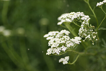 Blooming yarrow (Achillea) with white flowers. Blurred natural background. Medicinal plant in nature