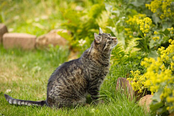 Cute tabby european short hair cat sits outside in the grass, looking up attentively. A cat hunts in a summer garden