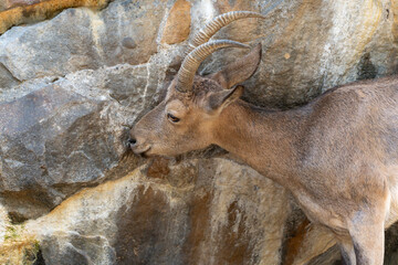 Alpine Ibex, sideways on a rock. An Ibex leans its head against a rock. The scene shows a rare, calm gesture in a rocky environment.