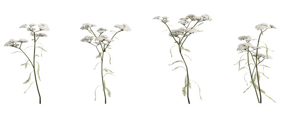 White Yarrow Flower PNG Transparent 3D Render– Achillea millefolium, Delicate Summer Wildflower © pixelpapu