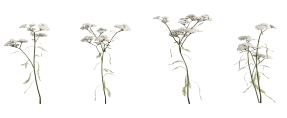 White Yarrow Flower PNG Transparent 3D Render– Achillea millefolium, Delicate Summer Wildflower