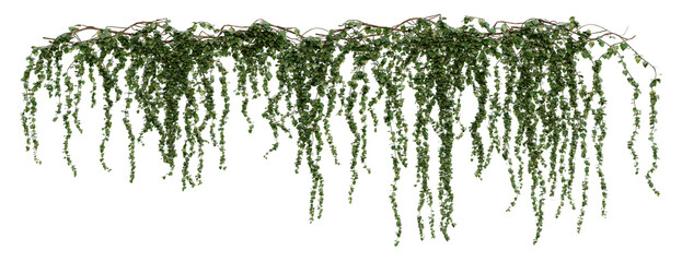 Long Hanging Ivy Vines PNG Transparent 3D Render – Hedera helix, Trailing Summer Foliage for...
