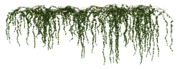 Long Hanging Ivy Vines PNG Transparent 3D Render – Hedera helix, Trailing Summer Foliage for Garden Walls or Balcony Decoration