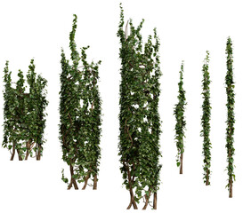 Tall Ivy Trees PNG Transparent 3D Render– Hedera helix, Vertical Climbing Ivy for Garden Walls or...